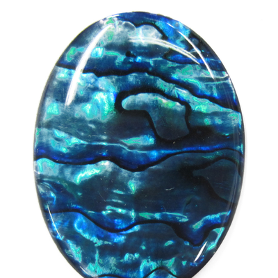 Paua Shell