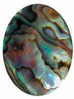 Paua Shell Natural Cabochon